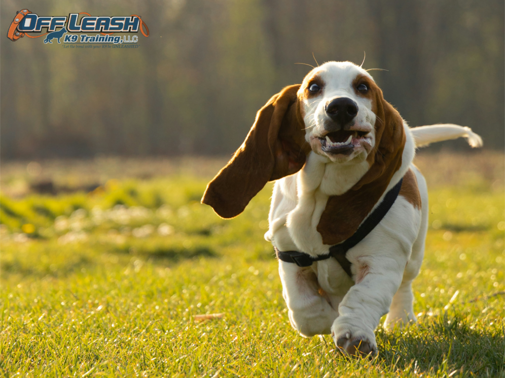 Appreciating Pawsome Professionals: Thoughtful Gifts for Dog Workers ...